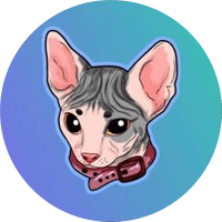 Sphynx cat