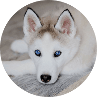 Husky